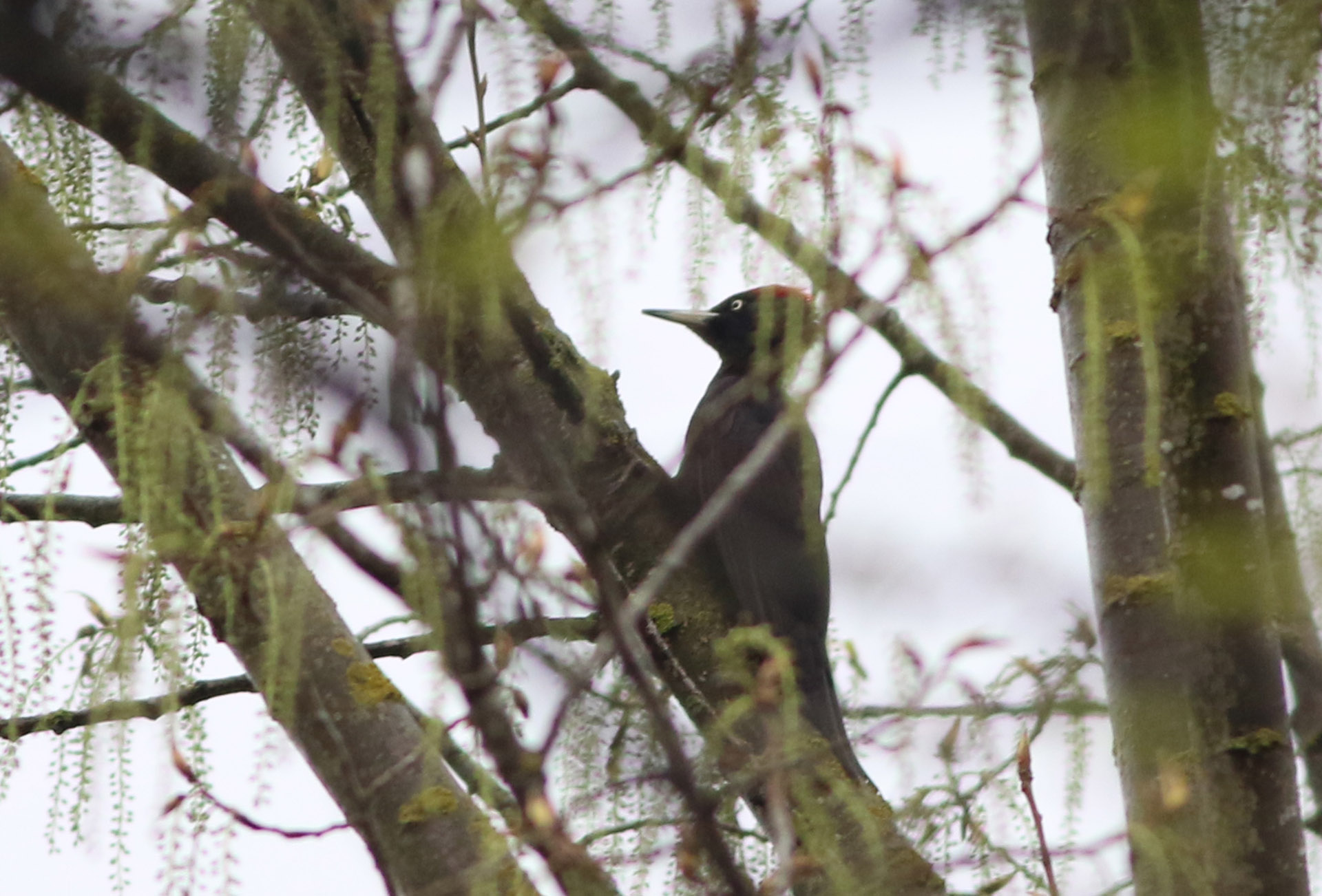 Black Woodpecker